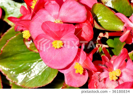 DSC_0142 A scarlet begonia which blooms in Tokyo Mitaka flower plant Mitaka Nakahara 36180834