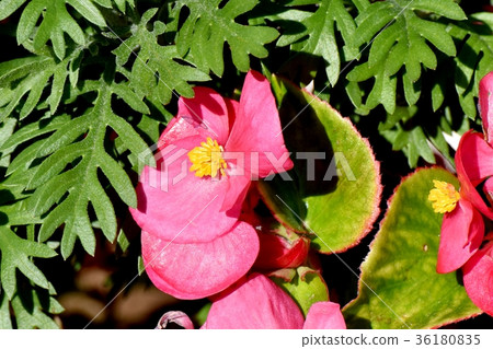 DSC_0144在東京三鷹花卉植物三鷹中原開花的猩紅海棠 36180835