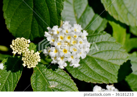 DSC_0179 A white lantana that blooms in the Tokyo Mitaka flower plant Mitaka Nakahara DSC_0179 A white lantana that blooms in the Tokyo Mitaka flower plant Mitaka Nakahara 36181233