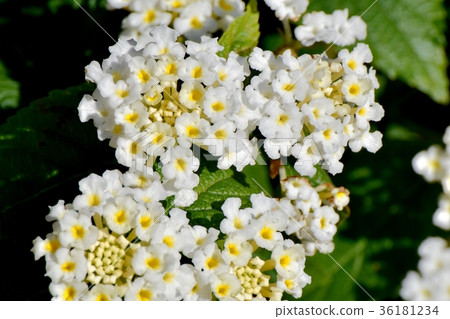 DSC_0180在東京三鷹花卉植物三鷹中原開花的白色馬纓丹 36181234