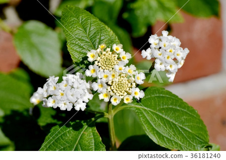 DSC_0196 A white lantana that blooms in the Tokyo Mitaka flower plant Mitaka Nakahara DSC_0196 A white lantana that blooms in the Tokyo Mitaka flower plant Mitaka Nakahara 36181240