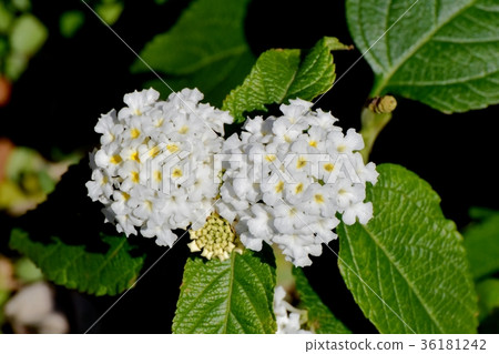DSC_0200在東京三鷹花卉植物三鷹中原開花的白色馬纓丹 DSC_0200在東京三鷹花卉植物三鷹中原開花的白色馬纓丹 36181242