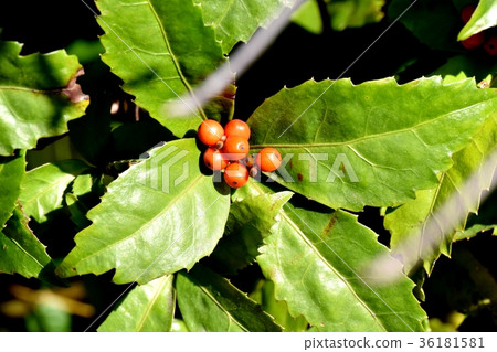 DSC_0246東京三鷹植物的一朵花,三谷的植物將是三鷹中原 DSC_0246東京三鷹植物的一朵花,三谷的植物將是三鷹中原 36181581