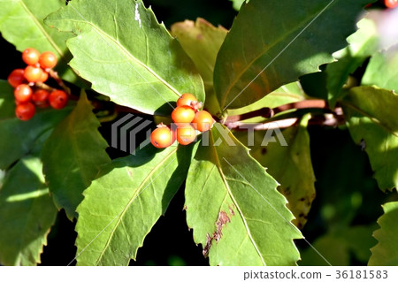 DSC_0253東京三鷹花卉植物將成為三鷹中原的Senryo果實 36181583
