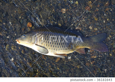 Makoto Koi Koi Carp 36181643