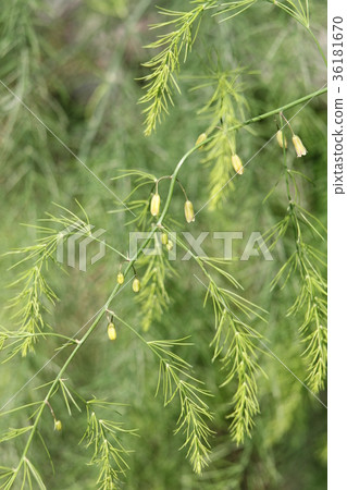 蘆筍花 36181670