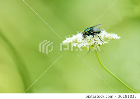 fly on a wild flower 36181835