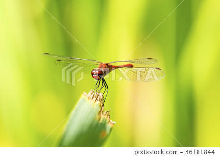 Ruddy darter, male sitting on a grass 36181844