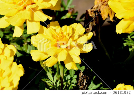 DSC_0539東京三鷹花卉植物黃色萬壽菊盛開在三鷹中原 DSC_0539東京三鷹花卉植物黃色萬壽菊盛開在三鷹中原 36181982