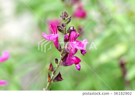 DSC_2605東京三條花植物粉紅色Salvia microphila盛開在三鷹中原 DSC_2605東京三條花植物粉紅色Salvia microphila盛開在三鷹中原 36182902