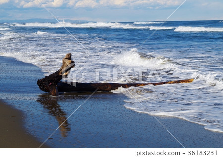 漂流木在海浪中洗淨 36183231