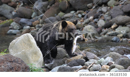 棕熊 36183530