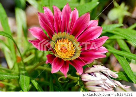 DSC_2674東京三鷹花植物雜色菊屬植物盛開在三鷹中原 36184151
