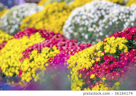 Zakuru菊花 36184174