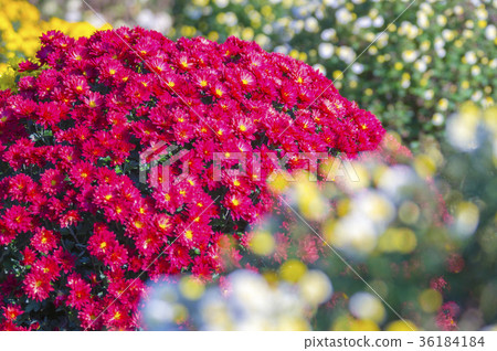 Zakuru菊花 36184184