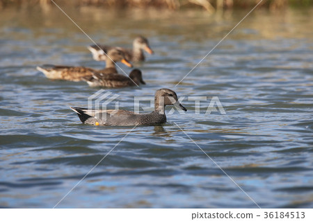 Okayoshi duck duck 36184513