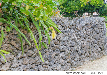 Dragon fruit that grows on Taketomi island and Ishigaki 36184596