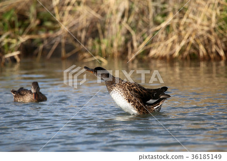 Shake your head 36185149