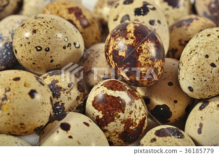 Quail eggs as background texture Quail eggs as background texture 36185779