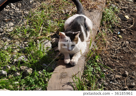 Izuminomori bee character eyebrow cat Izuminomori bee character eyebrow cat 36185961