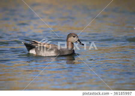 Okayoshi duck duck Okayoshi duck duck 36185997
