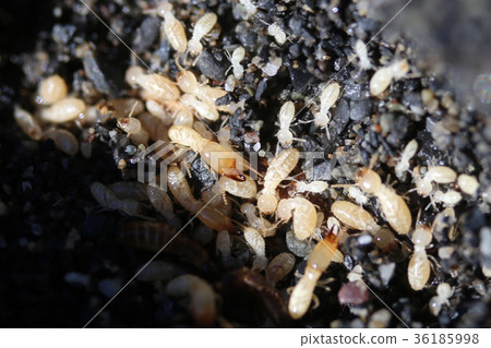 Yamato termite 36185998