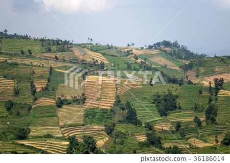Java, Indonesia. hills with plots of rice fields o 36186014