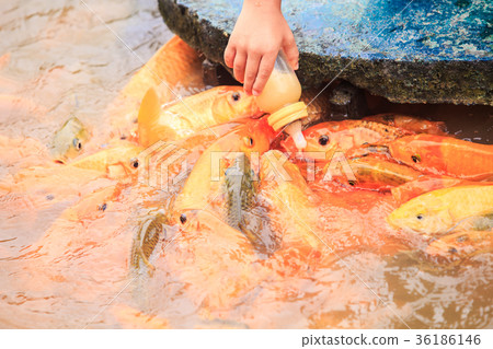 Hand Feeds Fishes from Bottle on Farm in Park Hand Feeds Fishes from Bottle on Farm in Park 36186146