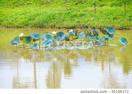 White Lotus Flowers Blue Leaves in Park Pond 36186172