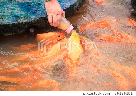Red Fishes Feeding from Bottle on Farm in Park Red Fishes Feeding from Bottle on Farm in Park 36186191