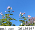 A flower blooming in the blue sky 36186367