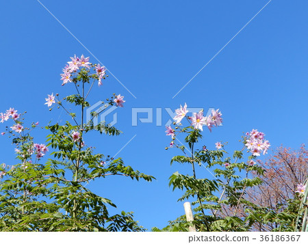 A flower blooming in the blue sky A flower blooming in the blue sky 36186367