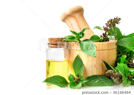 basil in wooden mortar with essential oil 36186464