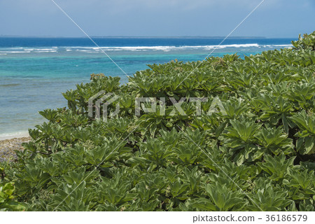Landscape of Kuroshima (Okinawa) 36186579