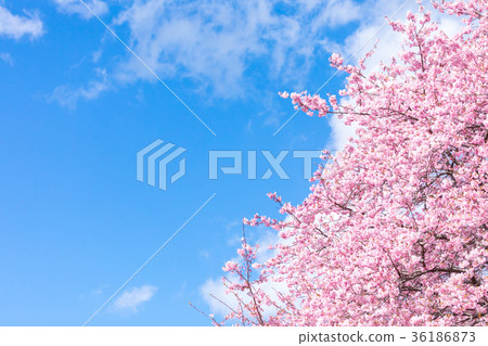 河津櫻花盛開的櫻花伊豆靜岡櫻花櫻花圖像素材複製空間背景素材人物 河津櫻花盛開的櫻花伊豆靜岡櫻花櫻花圖像素材複製空間背景素材人物 36186873