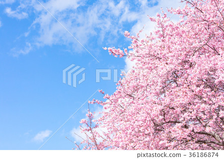河津櫻花盛開的櫻花伊豆靜岡櫻花櫻花圖像素材複製空間背景素材人物 36186874