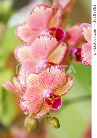 Orchid Flowers in the garden 36188861