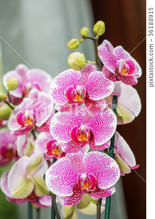Orchid Flowers in the garden 36188915