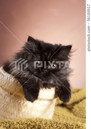 Little british cat 36188917