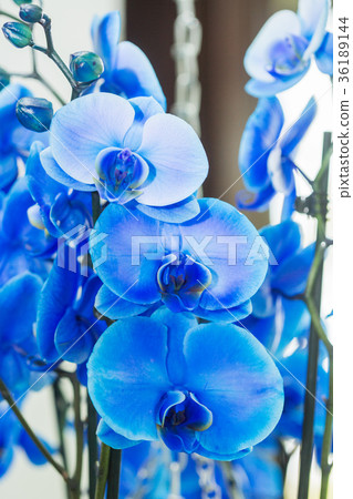 Orchid Flowers in the garden 36189144