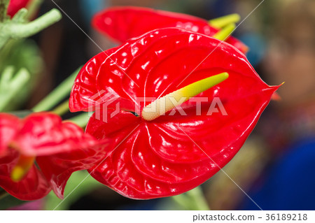 Red anturium flower 36189218