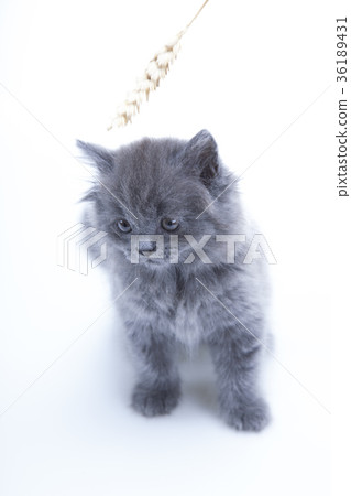 Little gray cat 36189431