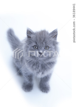 Little gray cat 36189441