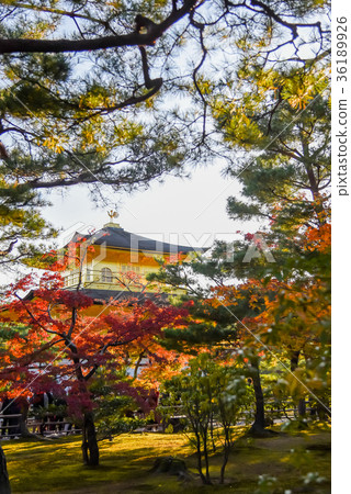 Kyoto Autumn Kinkakuji Kinkakuji beyond the leaves Kyoto Autumn Kinkakuji Kinkakuji beyond the leaves 36189926