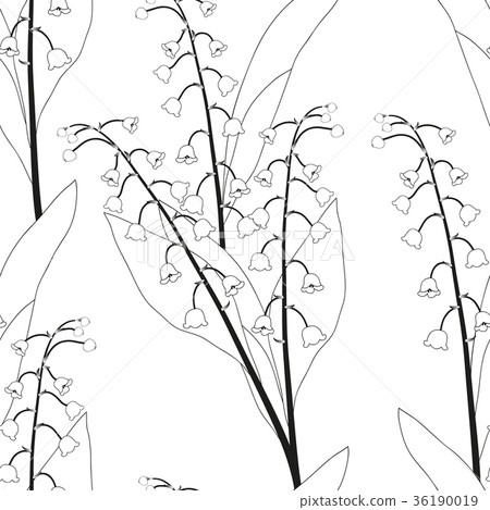 White Lily of the Valley on White Background 36190019