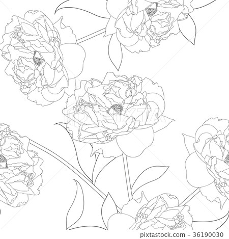 Peony Flower on White Background Peony Flower on White Background 36190030