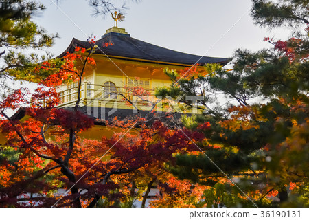 Kyoto Autumn Kinkakuji Kinkakuji beyond the leaves Kyoto Autumn Kinkakuji Kinkakuji beyond the leaves 36190131
