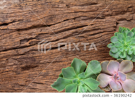 arrangement of succulents or cactus 36190242