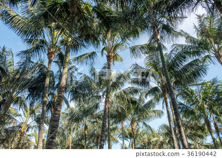 coconut trees on blue sky, looking up palm trees coconut trees on blue sky, looking up palm trees 36190442