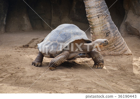 huge galapagos tortoise huge galapagos tortoise 36190443